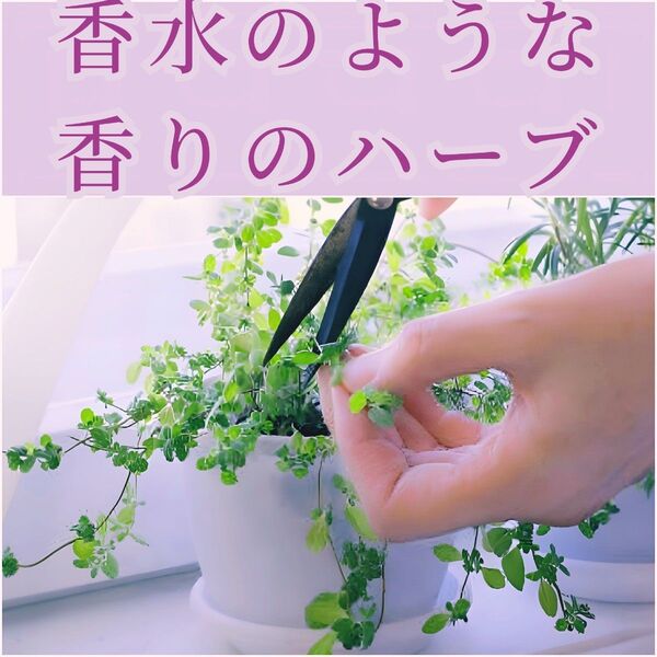 ♪香水のような香りのハーブ♪スイートマジョラム 60粒 多年草