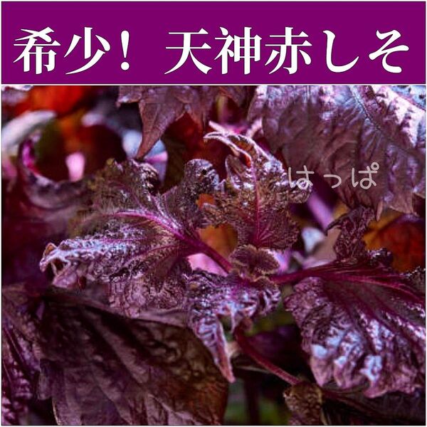 【増量中】 ☆希少☆香りバツグン!天神赤しそ 100粒前後 紫蘇
