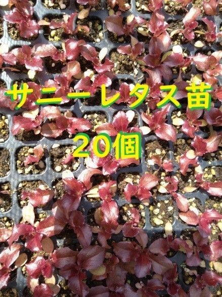 サニーレタス苗 20個+保証1個 無農薬
