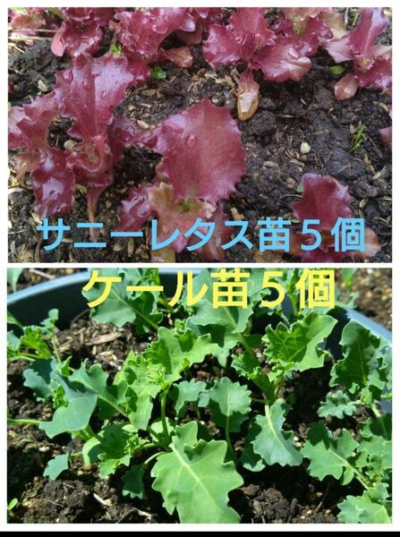 ケール苗5個とサニーレタス苗5個 無農薬