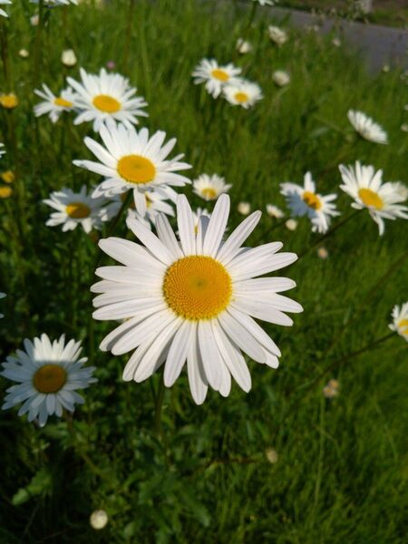 20本の花 押し花 切り花