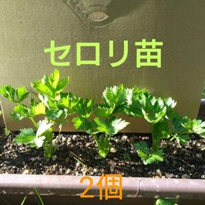 セロリ苗 2個セット 無農薬