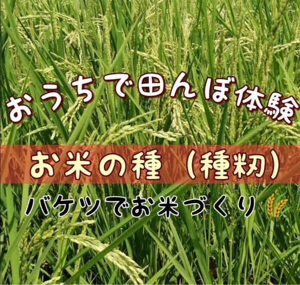 【お家で田んぼ体験】種籾 20g お米の種 コシヒカリ バケツ稲に◎手植え手刈り はざかけ米