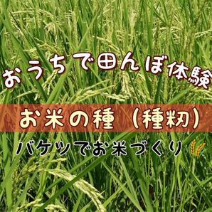 【お家で田んぼ体験】お米の種 種籾 コシヒカリ 15g バケツ稲に◎