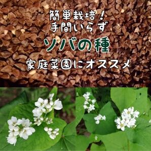 【 家庭菜園にかわいいお花を】ソバの種 たっぷり15g約500粒 こぼれ種でも開花◎