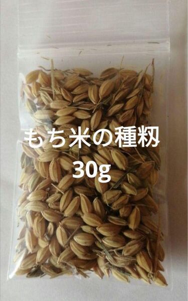 【お家で田んぼ体験】お米の種の種 種籾30g もち米 バケツ稲に◎栽培期間中農薬不使用 手植え手刈り はざかけ米