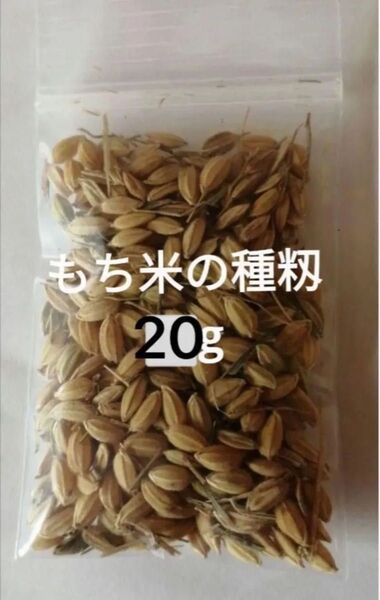 【お家で田んぼ体験】お米の種 もち米 20g バケツ稲に◎はざかけ米 手植え手刈り 昔ながらの栽培 栽培期間中農薬不使用