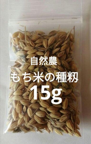 【お家で田んぼ体験】お米の種 もち米 種籾15g バケツ稲に◎手植え手刈り手道具非電化 はざかけ米