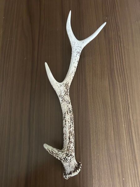鹿の角 天然 置物 オブジェ