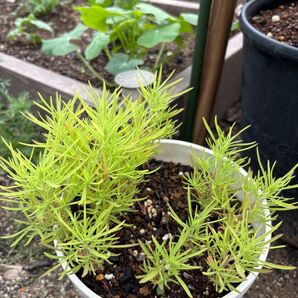 コキア 抜き苗20本 無農薬