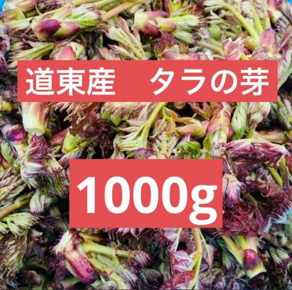 【本日限定】 タラの芽 たらんぼ 1kg 北海道 道東産 天然物 採れたて
