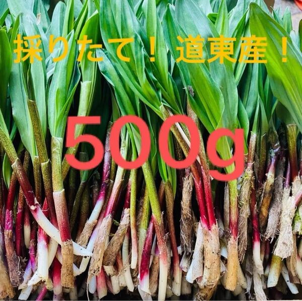 アイヌネギ 行者にんにく 500g 北海道 道東産 天然物 採れたて
