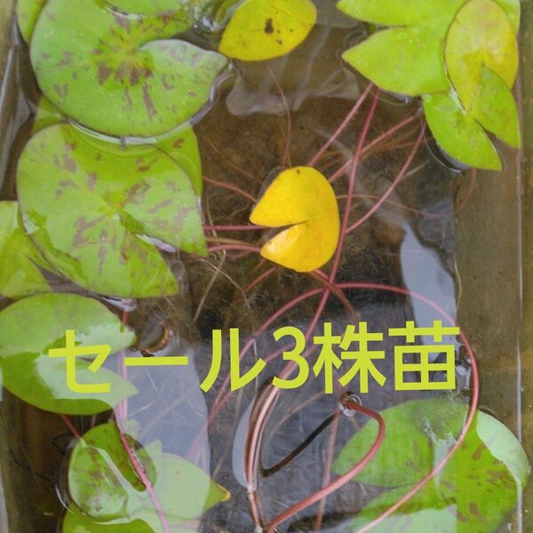 熱帯睡蓮・3株苗