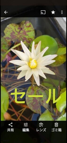 熱帯睡蓮3株苗