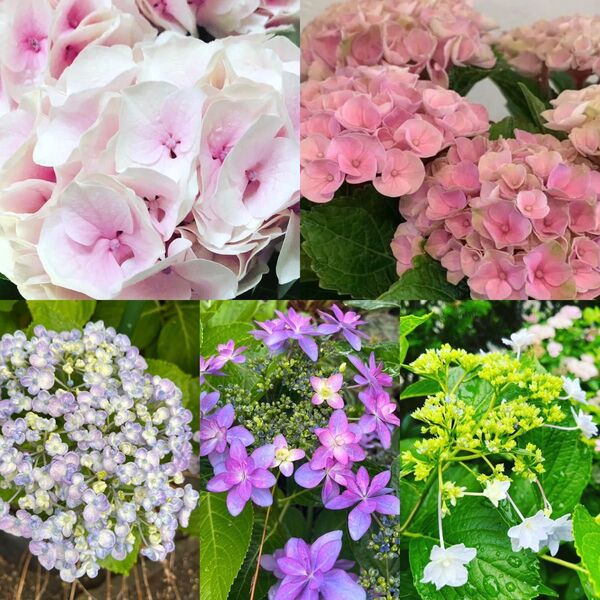 紫陽花 5種さし穂
