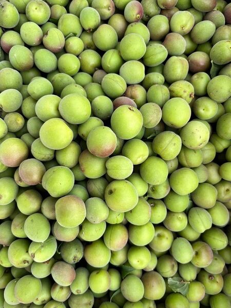 甲州小梅 10kg