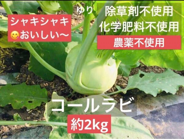 香川県産 新鮮 コールラビ 約2kg (箱を除いた野菜だけの重量)