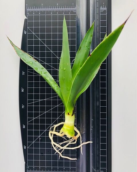 観葉植物 ユッカ・エレファンティペス 苗