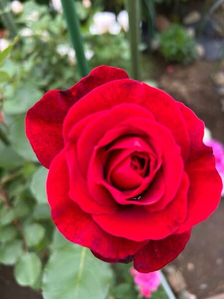 薔薇挿し木苗 赤バラ 抜き苗