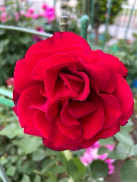 薔薇挿し木苗 赤バラ 抜き苗
