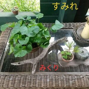 【完全無農薬】すみれ スミレ 抜き苗 Mサイズ 10株以上 モッサモサのひとかたまり