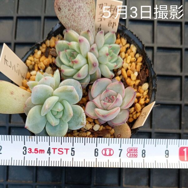 エケベリア葉挿しセットc(抜き苗)多肉植物