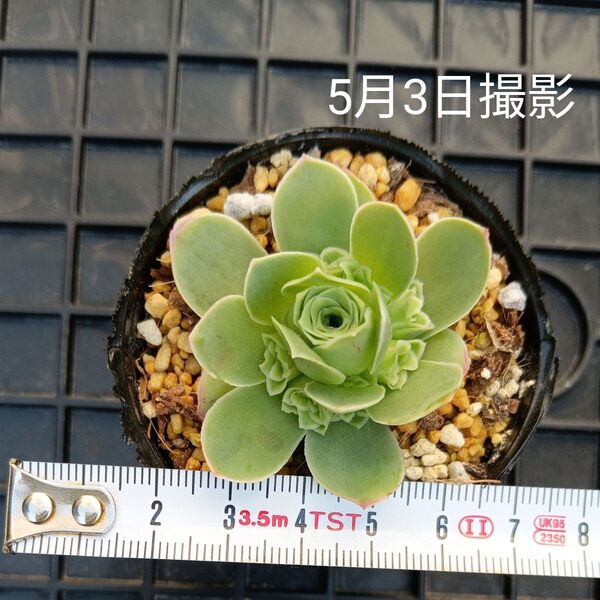 アエオニウム 半夏ローズ(抜き苗)旧グリーノビア