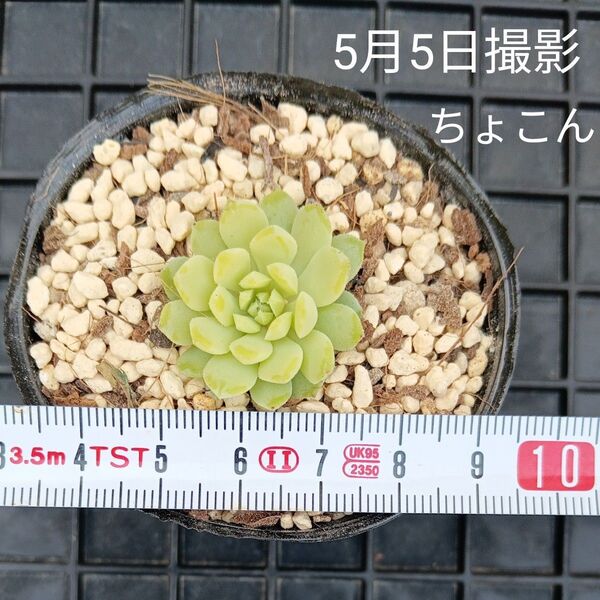 エケベリア ちょこん1苗a(抜き苗)