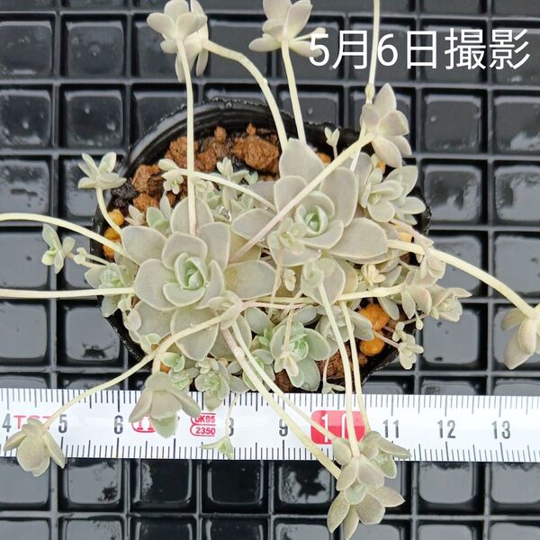 訳あり 子持ち蓮華錦(抜き苗)