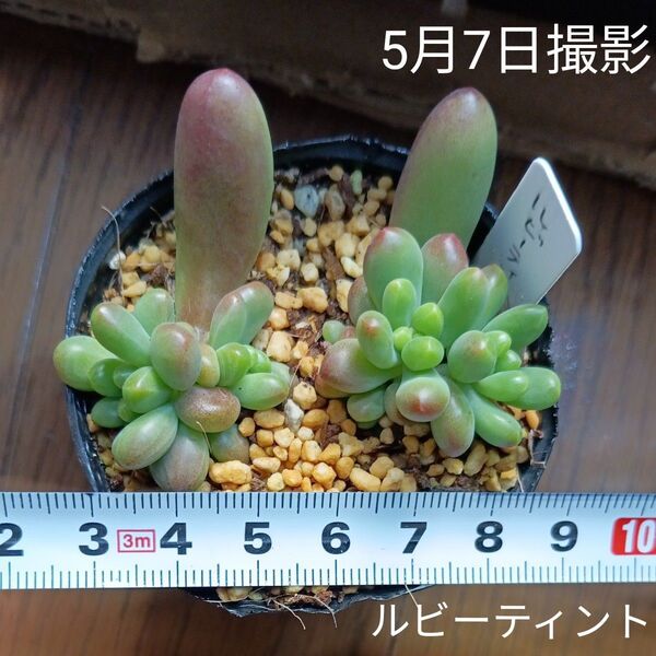 ルビーティントの葉挿し苗(抜き苗)