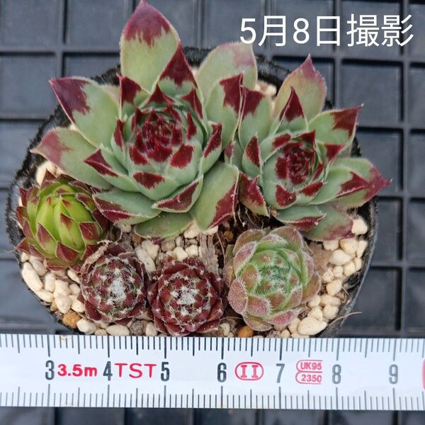 センペルビウム ジョビバルバ4種セット(抜き苗)