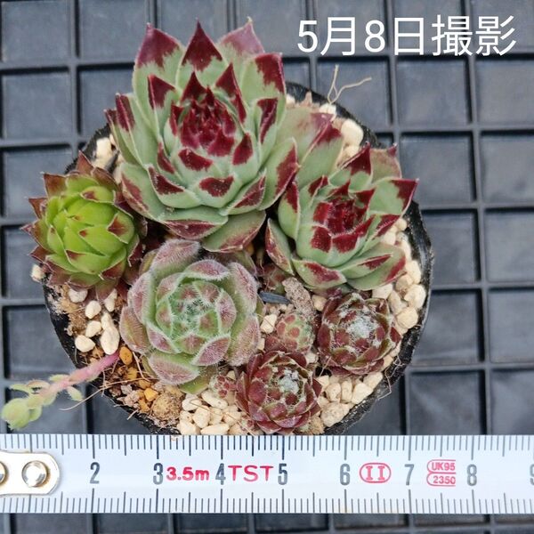センペルビウム ジョビバルバ4種セットa(抜き苗)