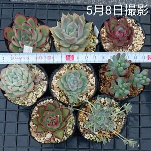 エケベリア6種 乙女心 子持ち蓮華セット(抜き苗)寄せ植え