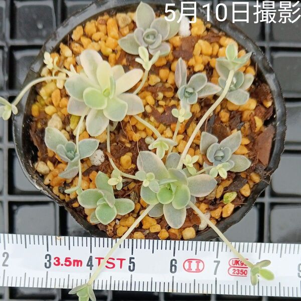 子持ち蓮華錦セット(抜き苗 カット苗)多肉植物