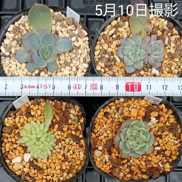 エケベリア葉挿し、小苗セット(抜き苗)多肉植物