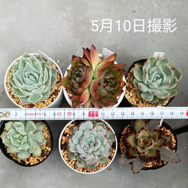 大きめエケベリア5種 カランコエセット(抜き苗)双頭あり