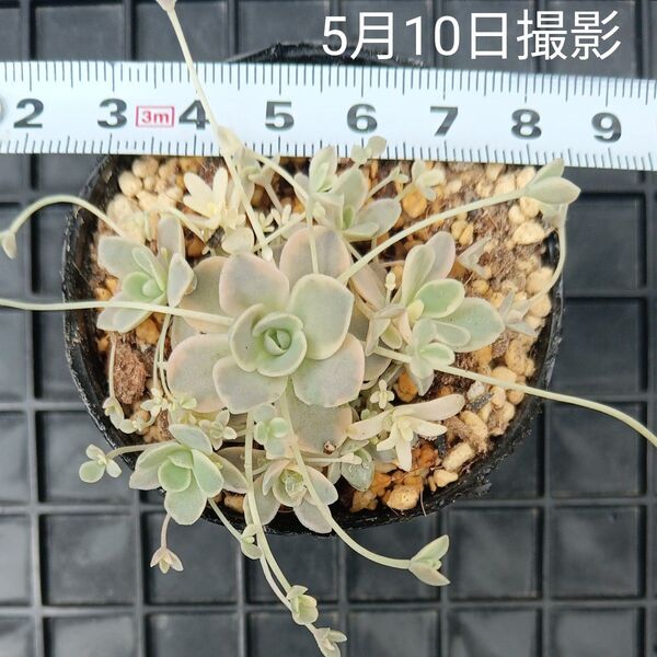 子持ち蓮華錦(抜き苗)子株もりもり
