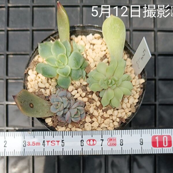 エケベリアちょこん入り葉挿しセットb(抜き苗)多肉植物