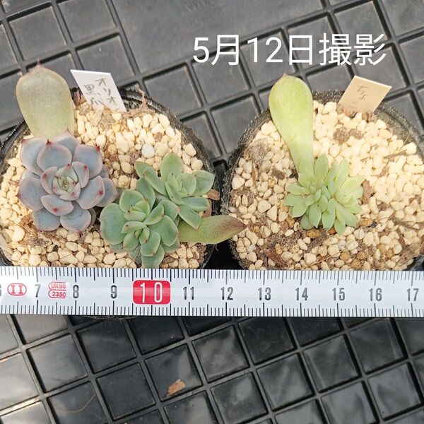 エケベリアちょこん入り葉挿しセットa(抜き苗)多肉植物