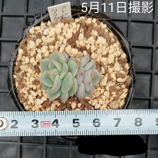 ストロベリーミルククラウン(ミックスベリア)抜き苗
