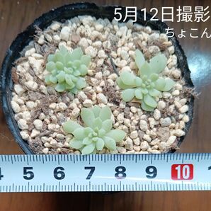 エケベリア ちょこんミニカット苗セット多肉植物