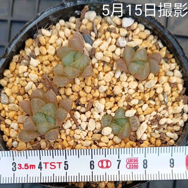 ハオルチア ミニオブツーサセット(抜き苗)多肉植物