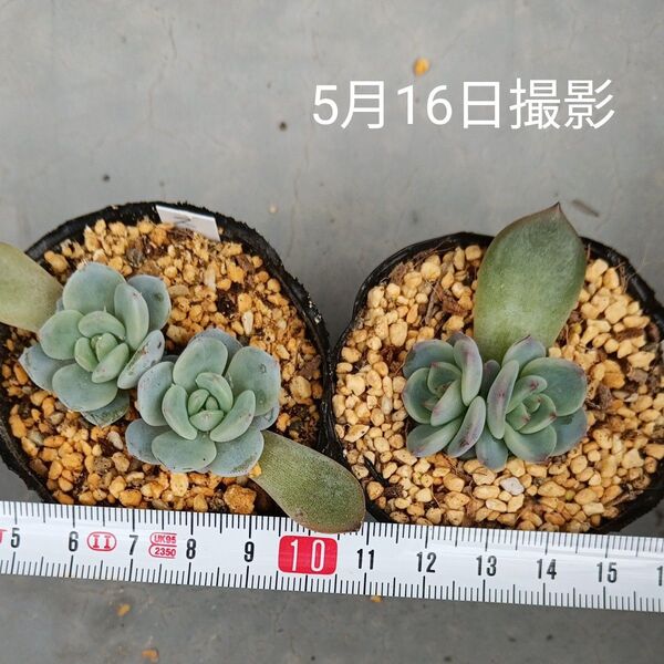 エケベリア葉挿しセット⑤(抜き苗)多肉植物