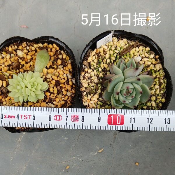 エケベリア葉挿し小苗双頭セット⑥(抜き苗)多肉植物