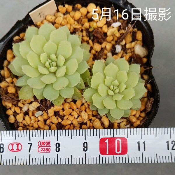 ミックスベリア ちょこん2苗セット(抜き苗)多肉植物