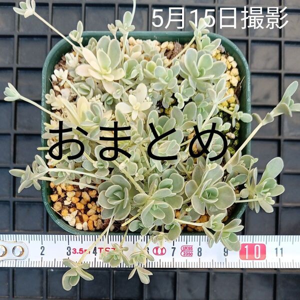 おまとめ 子持ち蓮華錦(抜き苗)写真の苗全部 2鉢分