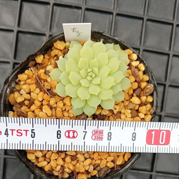 ミックスベリア ちょこん1苗(抜き苗)多肉植物