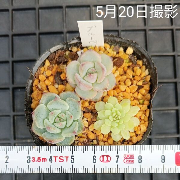 エケベリア ちょこん入り小苗セット(抜き苗)多肉植物