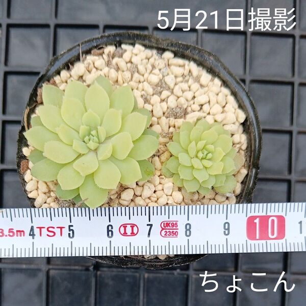 ミックスベリア ちょこん2苗セット(抜き苗)多肉植物