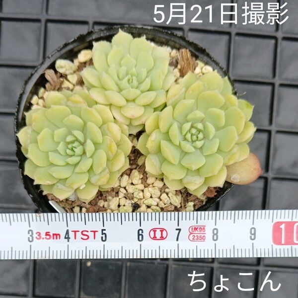 ミックスベリア ちょこん3苗セット(抜き苗)多肉植物